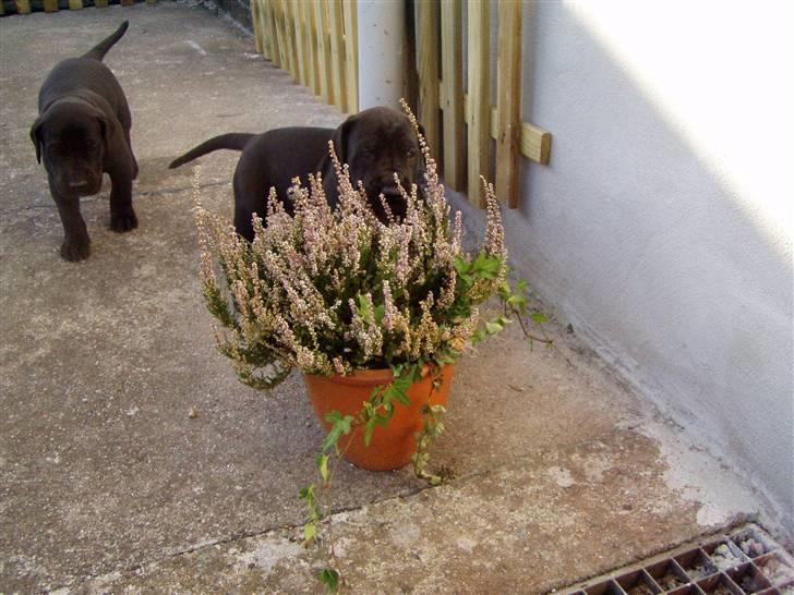 Grand danois WINTHER'S ARMARNI billede 6