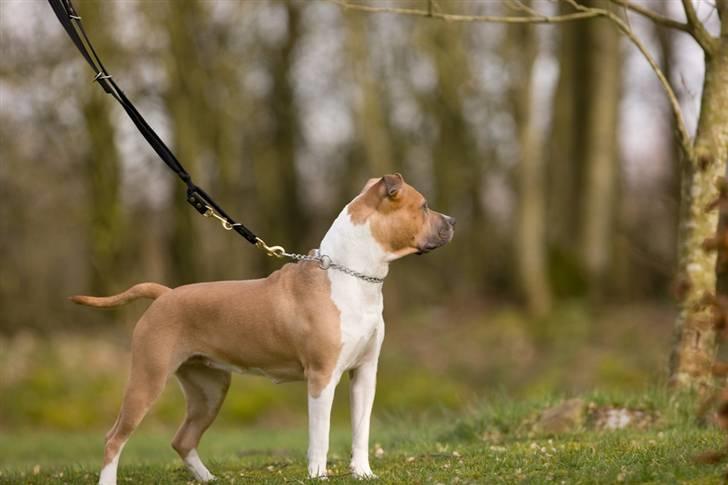 Amerikansk staffordshire terrier Tinka  billede 2