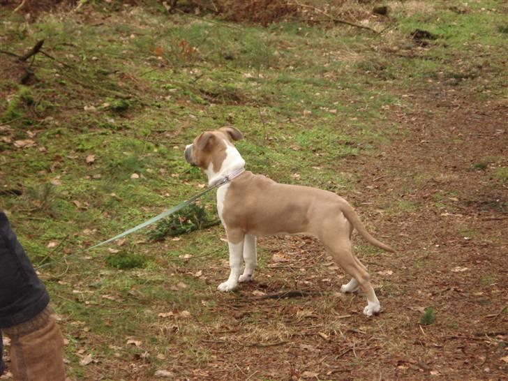 Amerikansk staffordshire terrier Tinka  billede 3