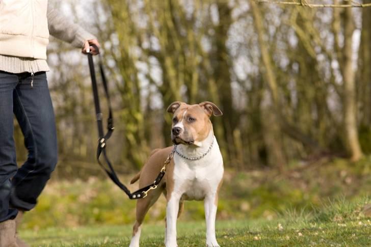 Amerikansk staffordshire terrier Tinka  billede 10