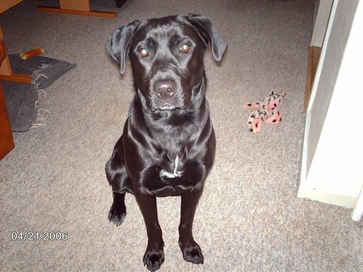 Blanding af racer ozzi - sidder så pænt billede 2