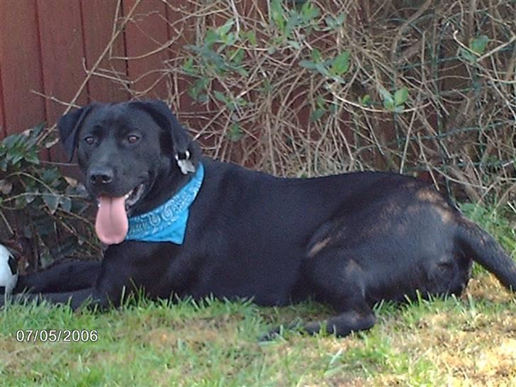 Blanding af racer ozzi billede 3