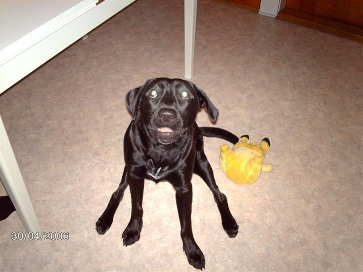 Blanding af racer ozzi - ups mine ben billede 4