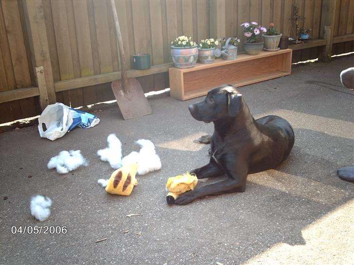 Blanding af racer ozzi - der var engang en bamse billede 5