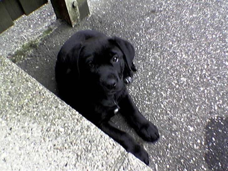 Blanding af racer ozzi - ozzi 8 uger billede 6