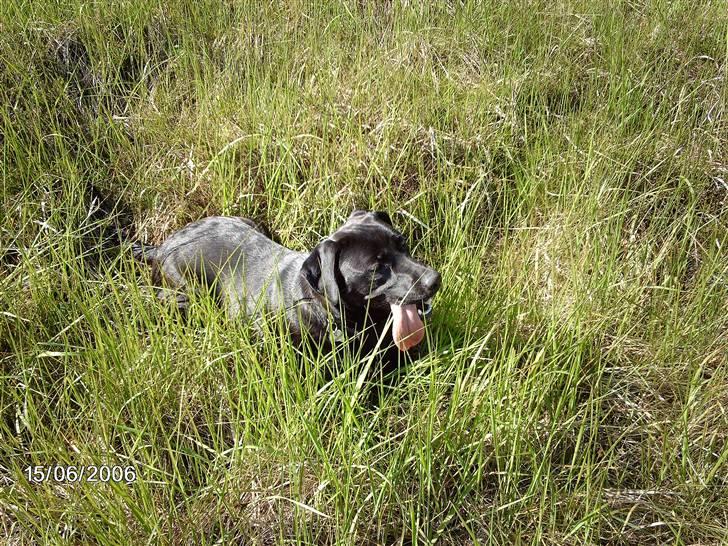 Blanding af racer ozzi billede 7