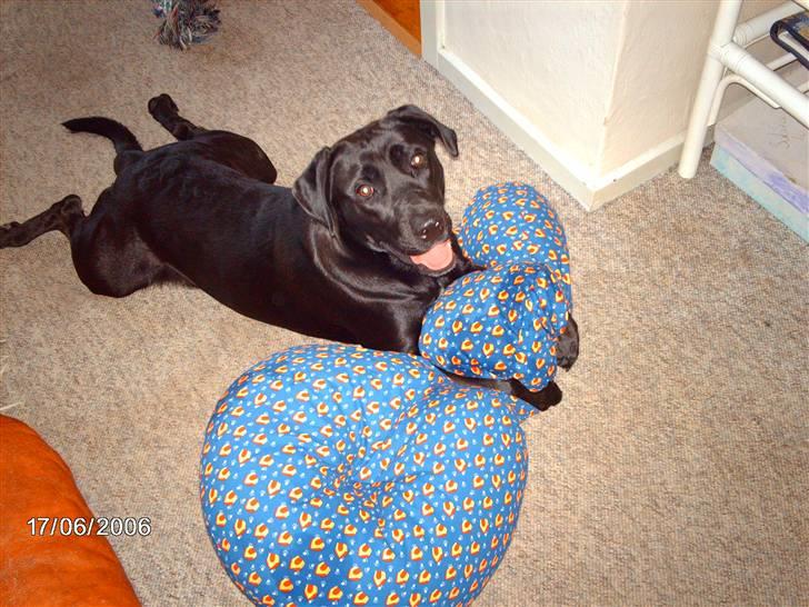 Blanding af racer ozzi - min ny pude billede 8