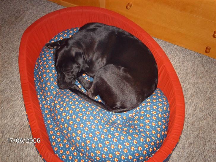 Blanding af racer ozzi - min ny seng billede 9