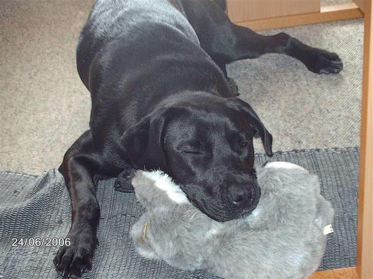 Blanding af racer ozzi - er syg, så tager lige en lur billede 10