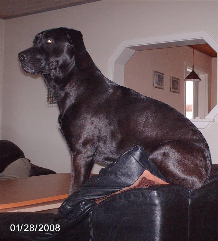 Blanding af racer ozzi billede 11