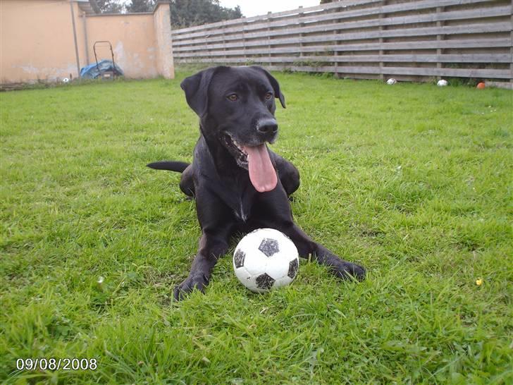 Blanding af racer ozzi billede 12