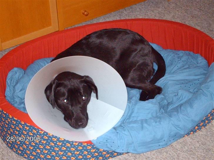 Blanding af racer ozzi billede 13