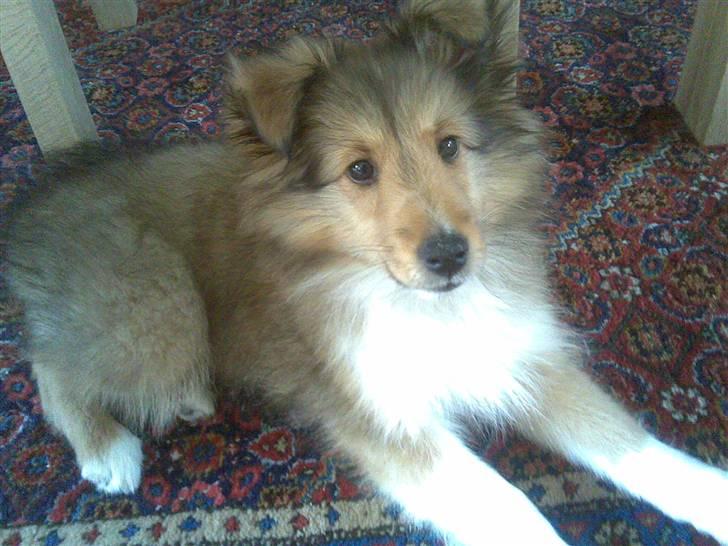 Shetland sheepdog Amigo billede 1