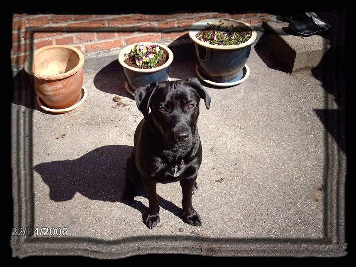 Blanding af racer ozzi billede 15