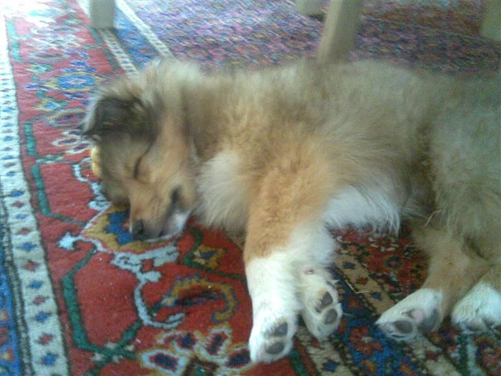 Shetland sheepdog Amigo billede 2