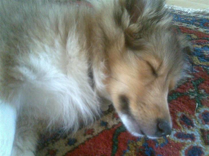 Shetland sheepdog Amigo billede 3
