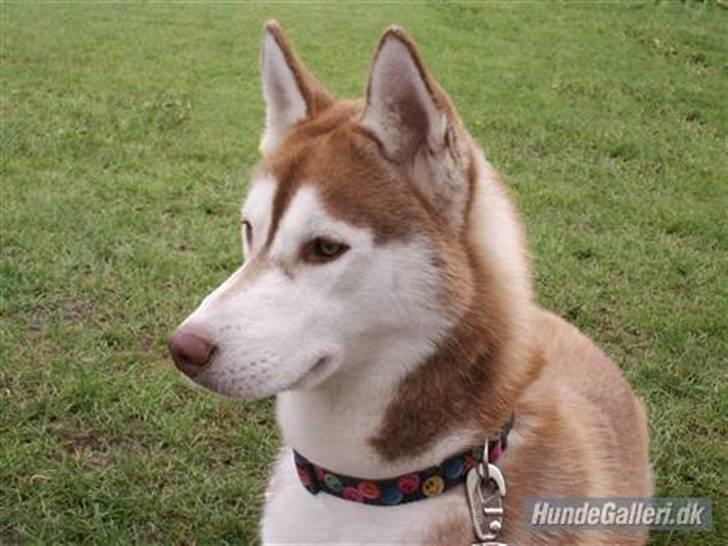 Siberian husky Aqui RIP - Aqui - nu næsten 10 mdr. billede 18