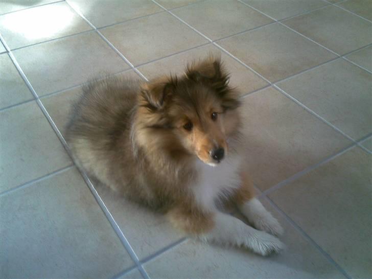 Shetland sheepdog Amigo billede 4