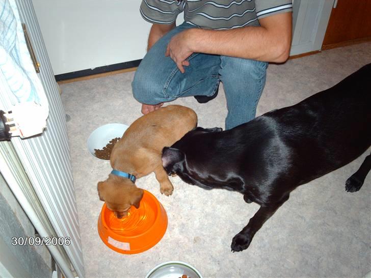 Blanding af racer ozzi - hvad er det, en ny lillebror billede 16