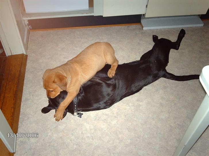 Blanding af racer ozzi - okay han får lov at vinde billede 17