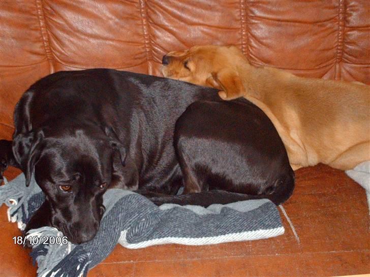 Blanding af racer ozzi - en lur men min lillebror. billede 18