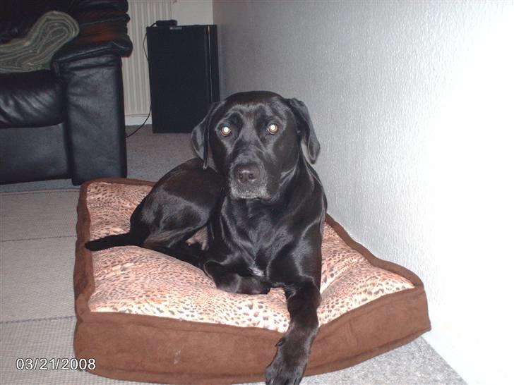 Blanding af racer ozzi billede 19