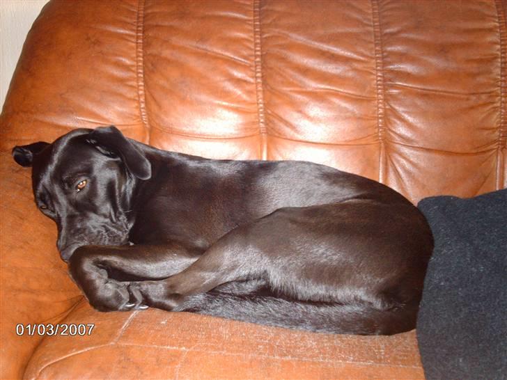 Blanding af racer ozzi billede 20