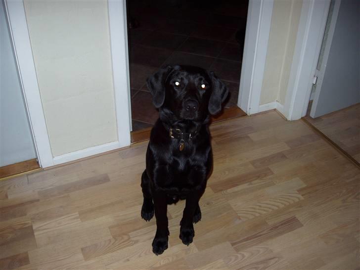 Labrador retriever Kato billede 3