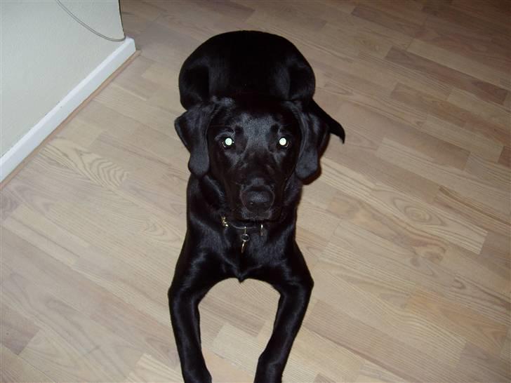 Labrador retriever Kato billede 4