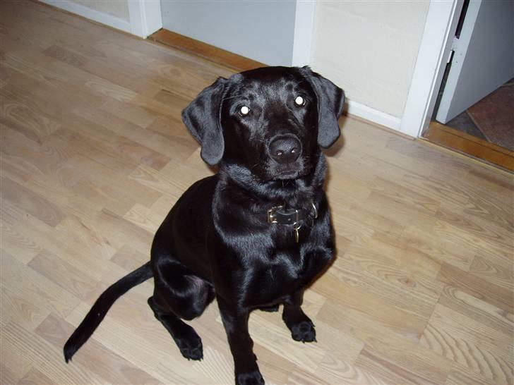 Labrador retriever Kato billede 5