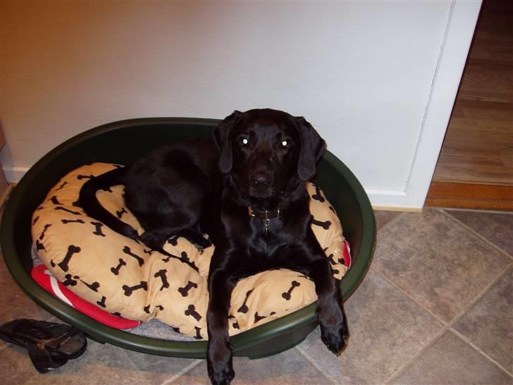 Labrador retriever Kato billede 6