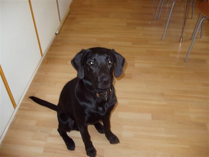 Labrador retriever Kato billede 7