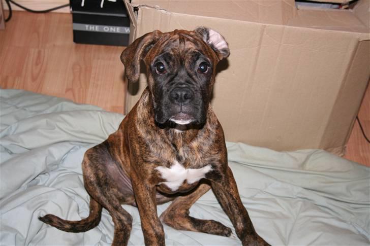 Boxer Emma billede 17