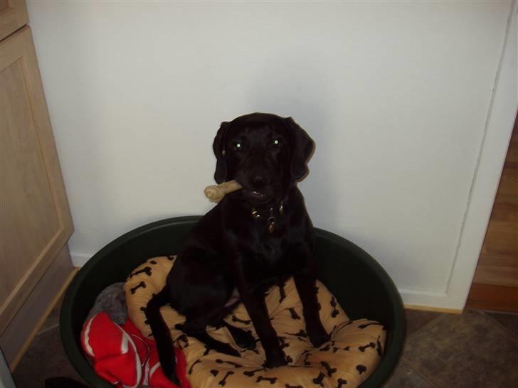 Labrador retriever Kato billede 8