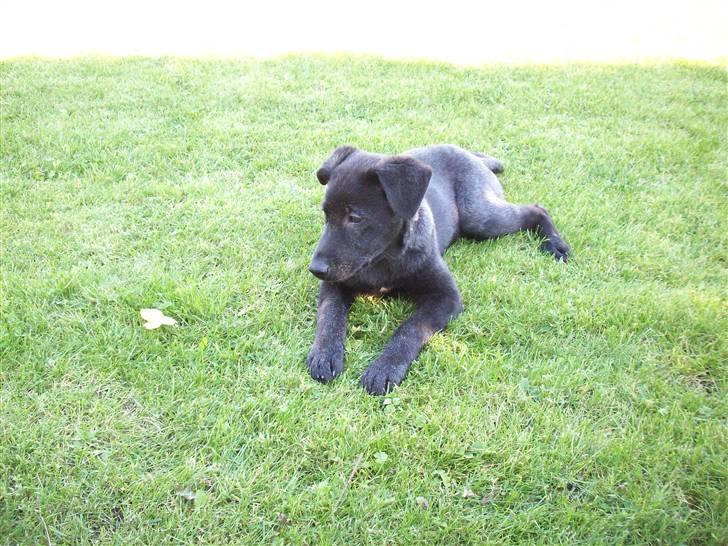 Blanding af racer Tigo billede 17