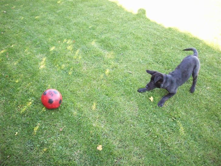 Blanding af racer Tigo billede 19