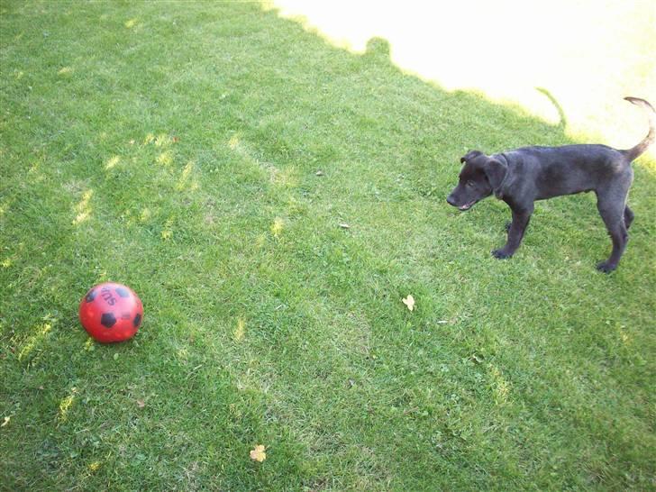 Blanding af racer Tigo billede 20