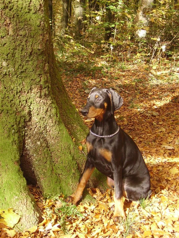 Dobermann Dina (Demi More) R.I.P. - Foto lus billede 1