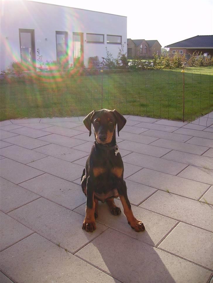 Dobermann Dina (Demi More) R.I.P. - Er jeg ikke fin, jeg sidder på komando. billede 2
