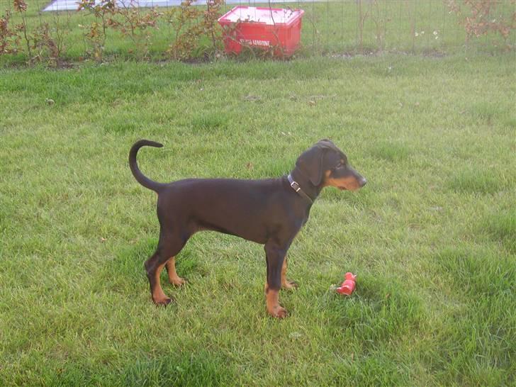 Dobermann Dina (Demi More) R.I.P. - hørte jeg noget? billede 3