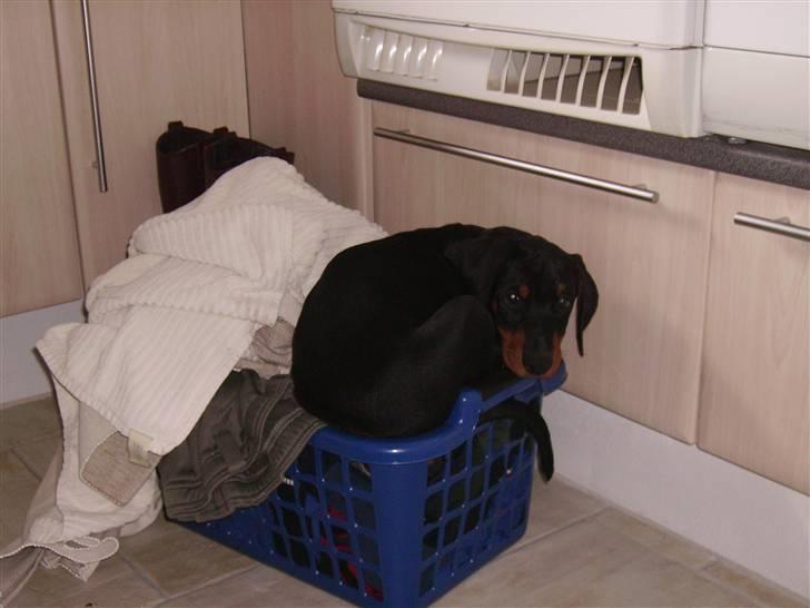 Dobermann Dina (Demi More) R.I.P. - Det er dejlig varmt at ligge under tørretumbleren, det kunne godt være min nye seng(-: billede 4