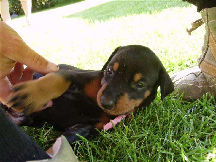 Dobermann Dina (Demi More) R.I.P. - Er jeg ikke dejlig, tag mig med hjem ( taget hos opdrætteren) billede 5