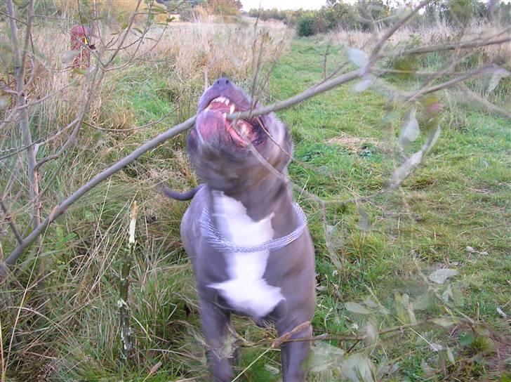 Amerikansk staffordshire terrier Basse(=  billede 12