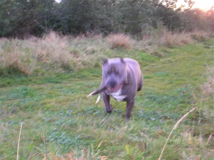 Amerikansk staffordshire terrier Basse(=  billede 13