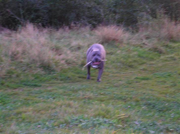 Amerikansk staffordshire terrier Basse(=  billede 14