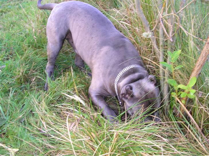 Amerikansk staffordshire terrier Basse(=  billede 15