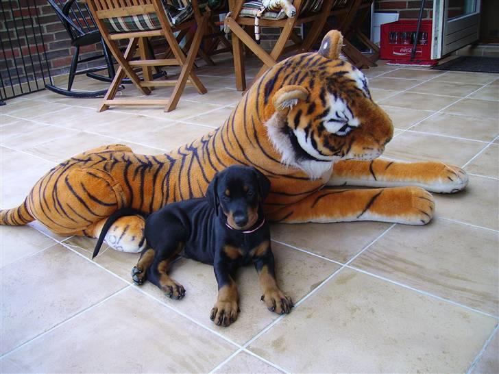 Dobermann Dina (Demi More) R.I.P. - Mig og tiger( hos opdrætteren) billede 6