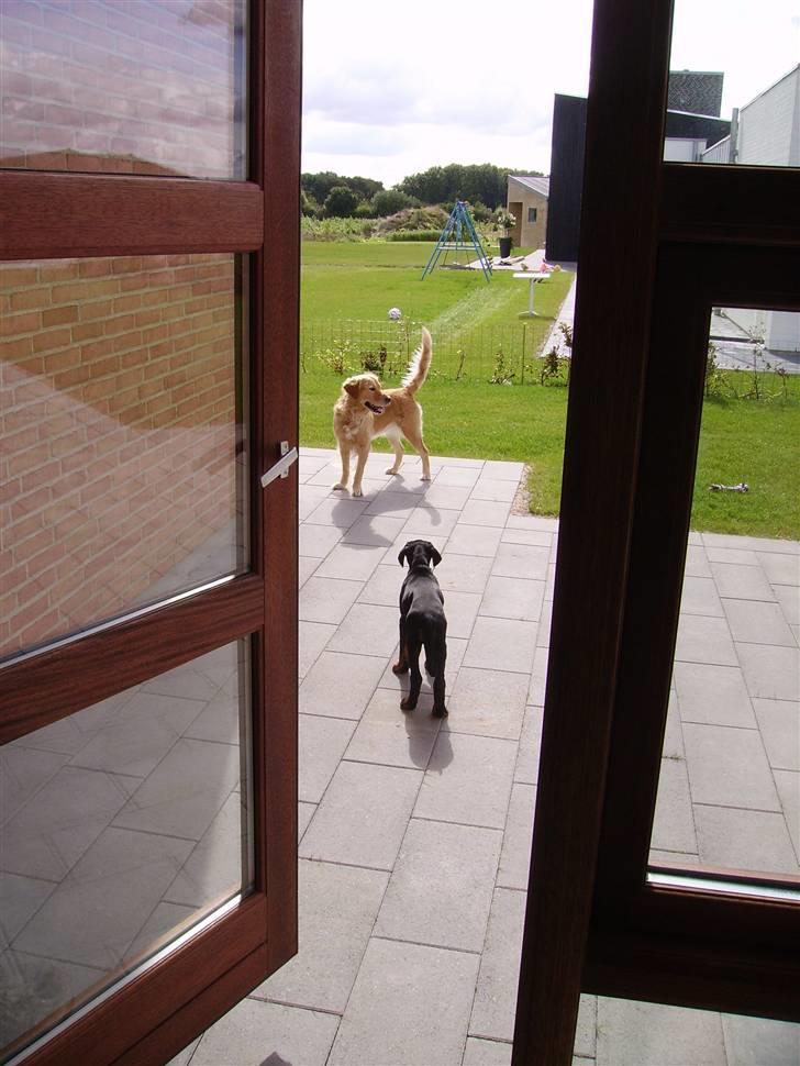 Dobermann Dina (Demi More) R.I.P. - Min gode legekammerart Laika billede 7