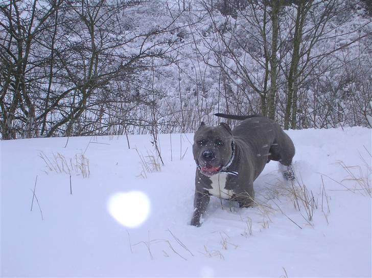 Amerikansk staffordshire terrier Basse(=  billede 16