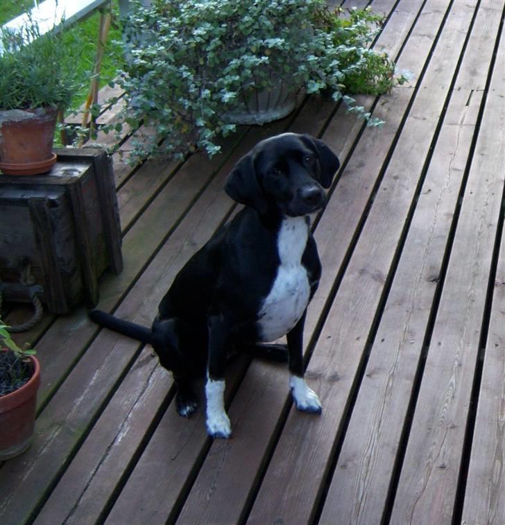 Blanding af racer Bianca - Bianca vil meget gerne have sin freesbee... billede 1